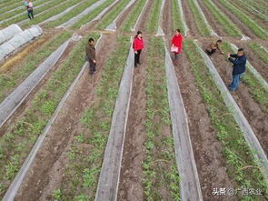 2019年广西耕地地力保护补贴政策解读,农民种植哪些作物可以享受补贴