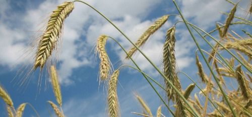 小麦和玉米中,哪种植物属于有芒作物