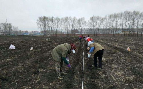 在农村种植农作物时,手工种植和机械种植的优缺点各是什么 回答