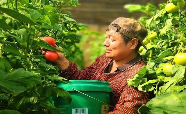 据藁城区农业农村局工作人员介绍,西红柿一年种植两茬,两茬亩产能达到