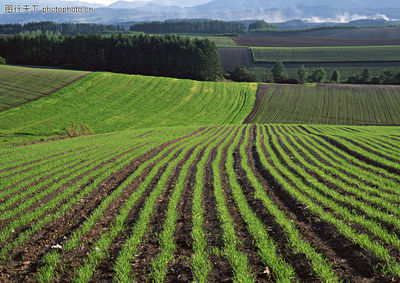 山丘美景0073-山丘美景图-自然风景图库-菜地 农作物 种植业